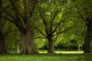 Trees in the summer at Jesus Green in Cambridge